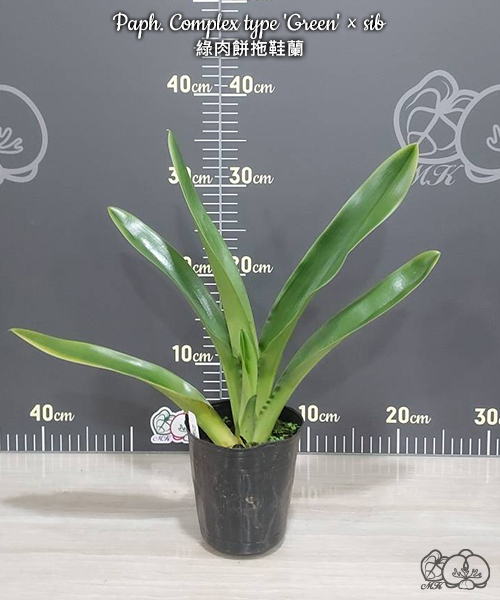 美琪園藝Miki Orchid - 批發專區